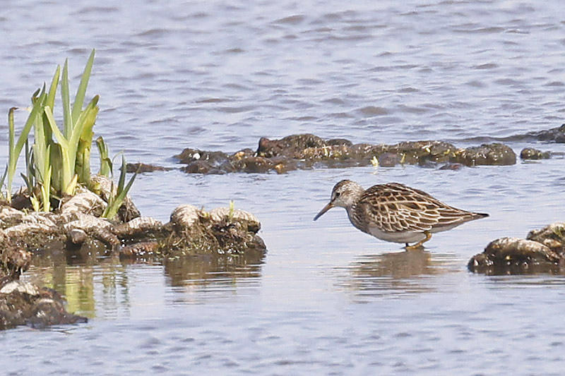 Pectoral Sandpiper by Mick Dryden