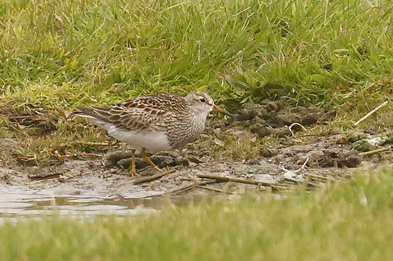 Pectoral Sandpiper by Mick Dryden