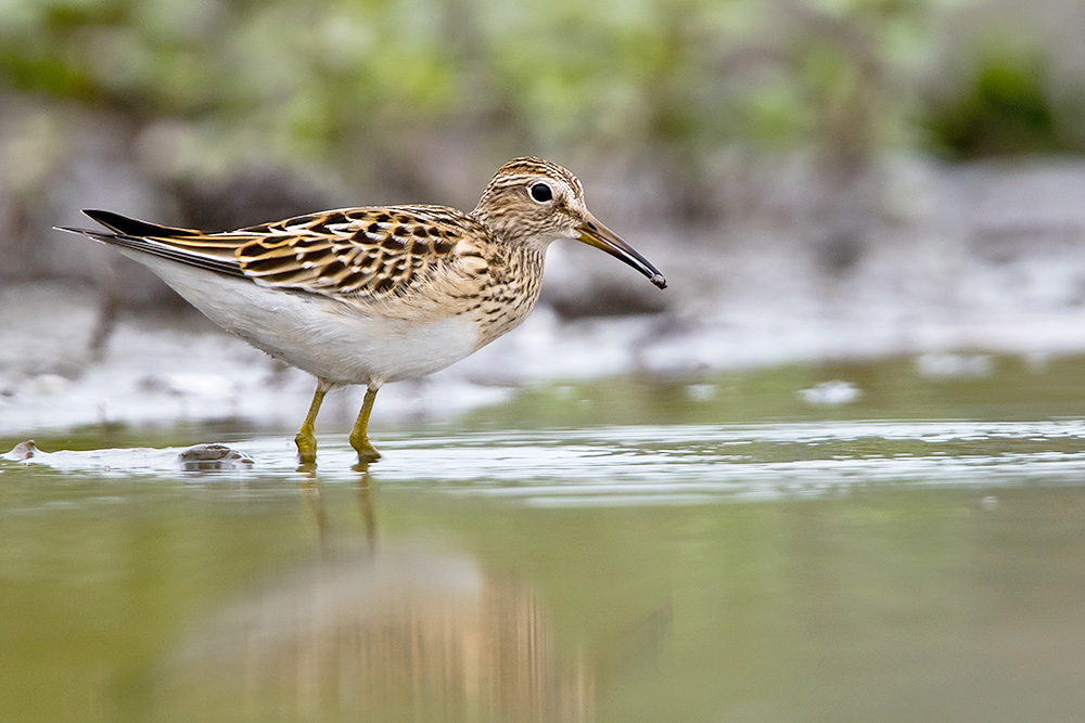 Pectoral Sandpiper by Romano da Costa