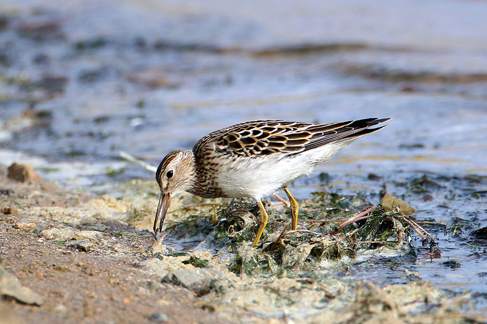 Pectoral Sandpiper by Alan Modral