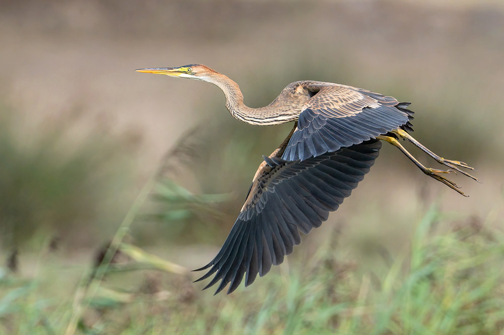 Purple Heron by Romano da Costa