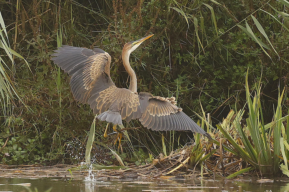 Purple Heron by Mick Dryden