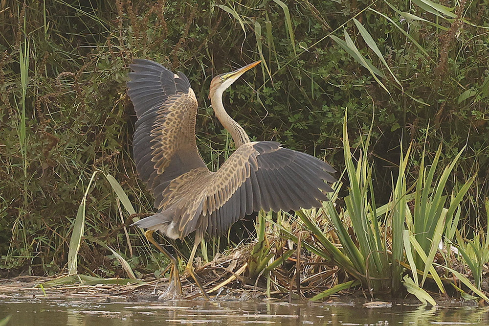 Purple Heron by Mick Dryden