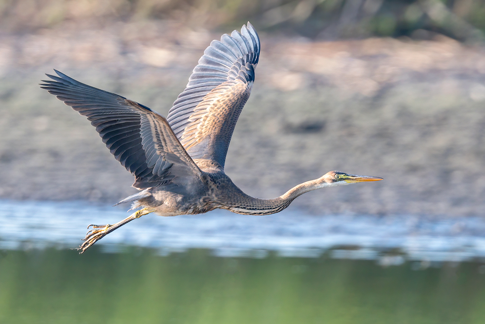 Purple Heron by Romano da Costa