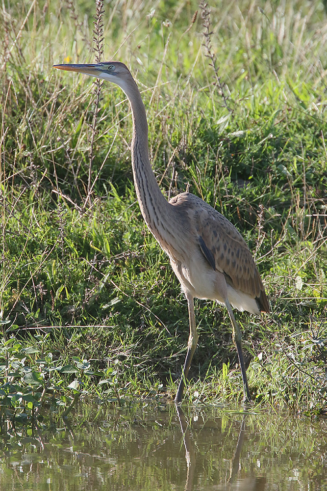 Purple Heron by Mick Dryden