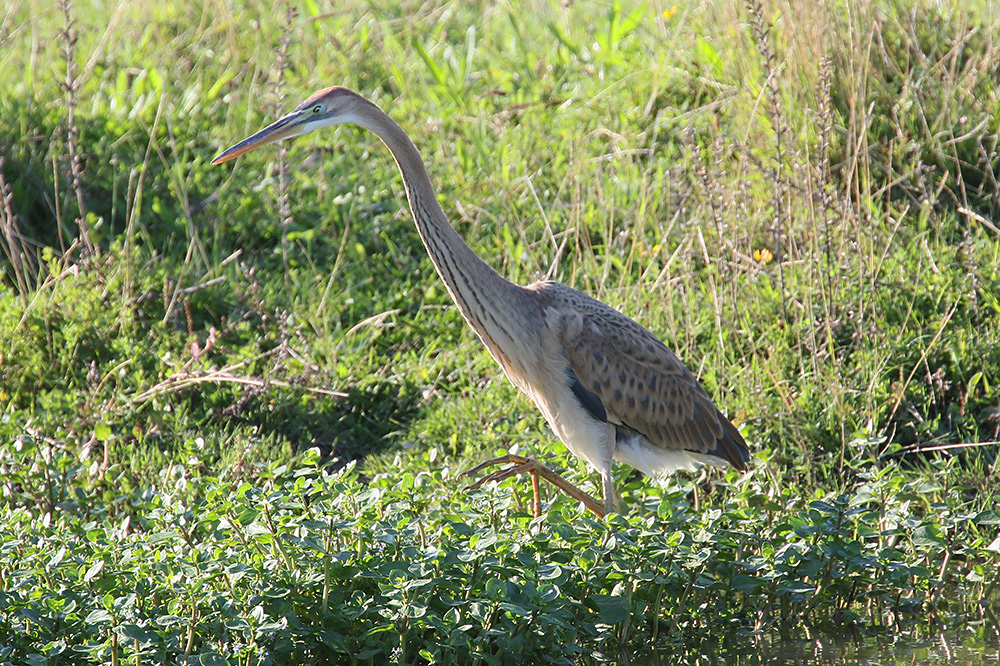 Purple Heron by Mick Dryden