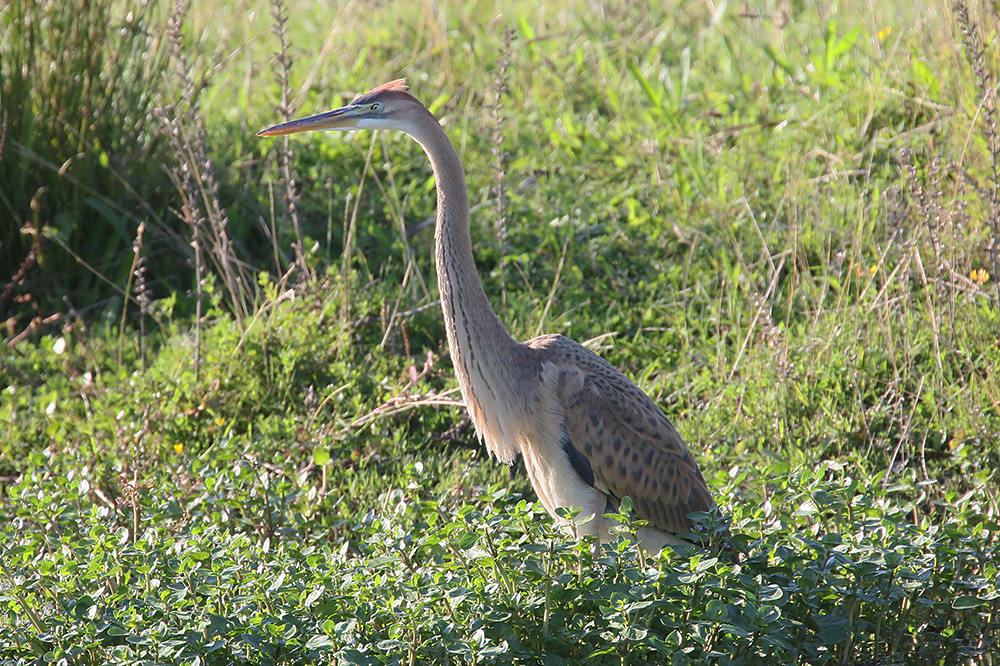 Purple Heron by Mick Dryden