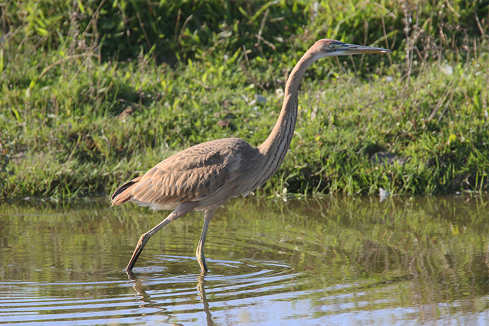 Purple Heron by Mick Dryden