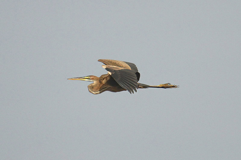 Purple Heron by Mick Dryden