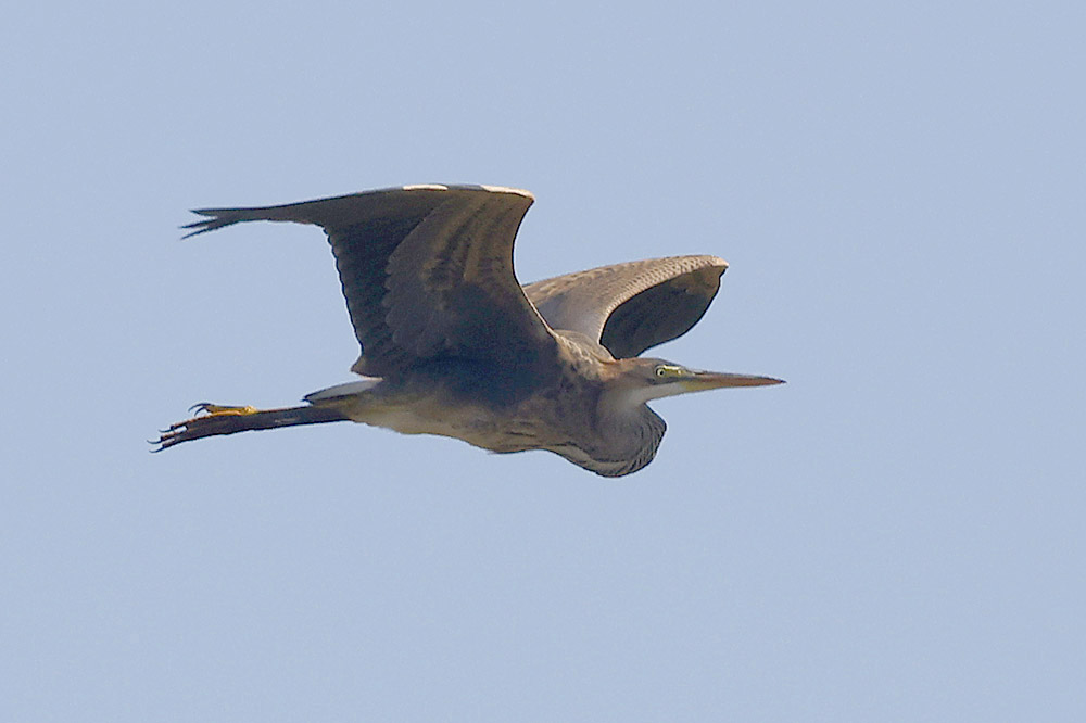 Purple Heron by Mick Dryden