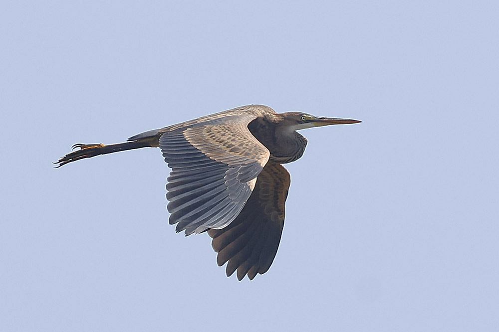 Purple Heron by Mick Dryden