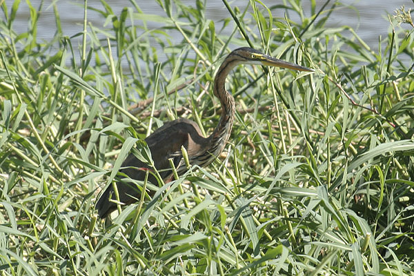 Purple Heron by Mick Dryden