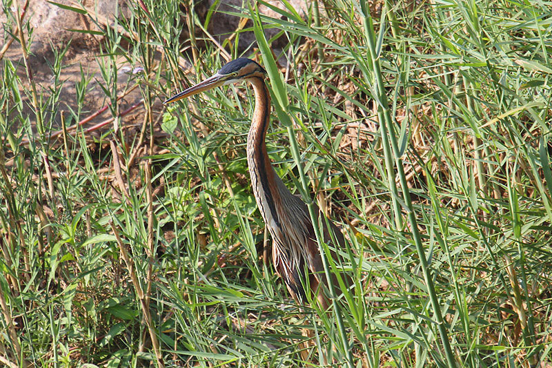 Purple Heron by Mick Dryden