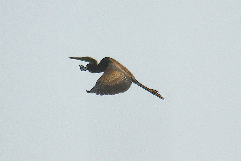 Purple Heron by Mick Dryden