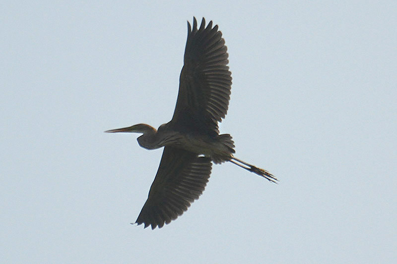 Purple Heron by Mick Dryden