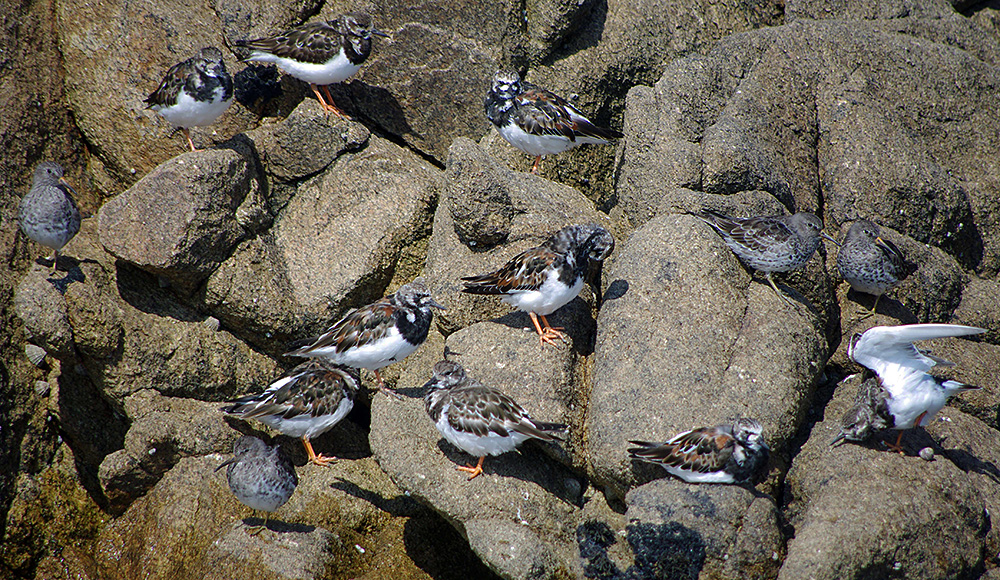 Waders by Nick Jouault