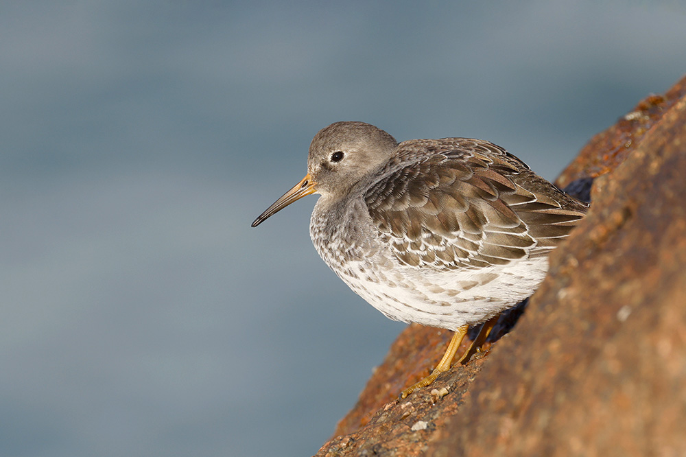 Purple Sandpiper by Mick Dryden