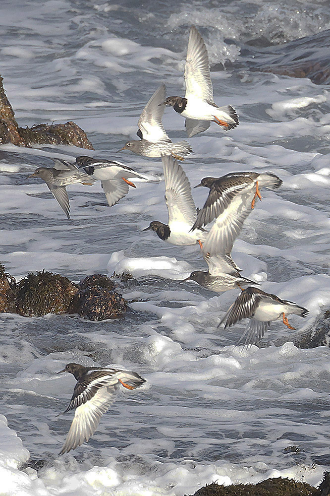 Purple Sandpipers by Mick Dryden