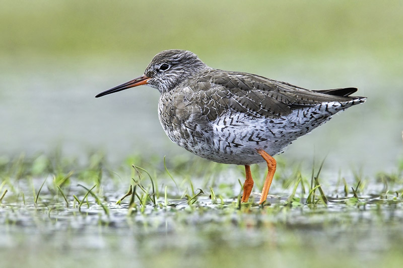 Redshank by Romano da Costa