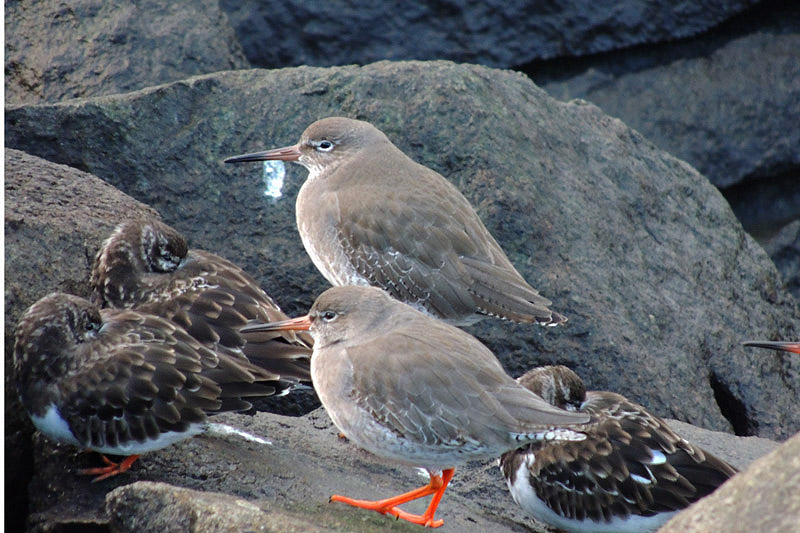 Redshanks by Sarah Scriven