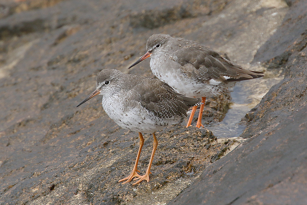 Redshanks by Mick Dryden