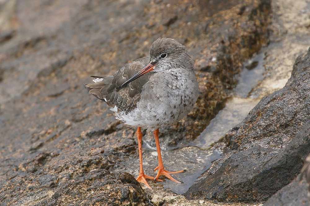 Common Redshank by Mick Dryden