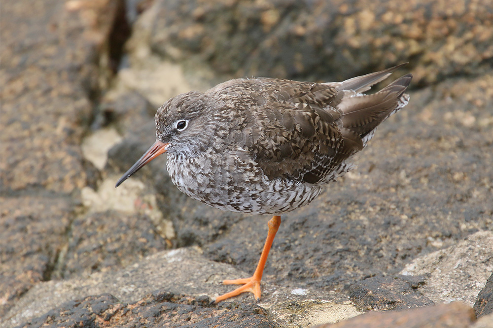 Common Redshank by Mick Dryden