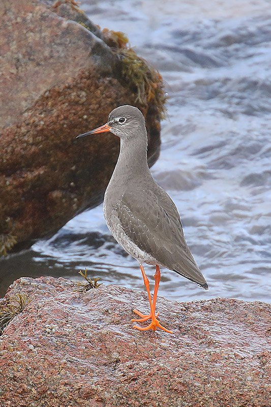 Redshank by Mick Dryden