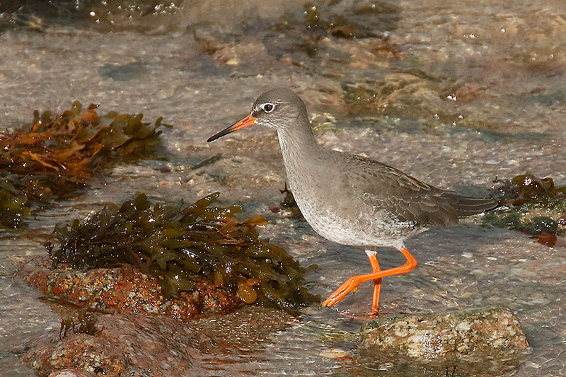 Redshank by Mick Dryden