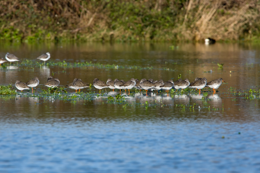 Redshanks by Romano da Costa