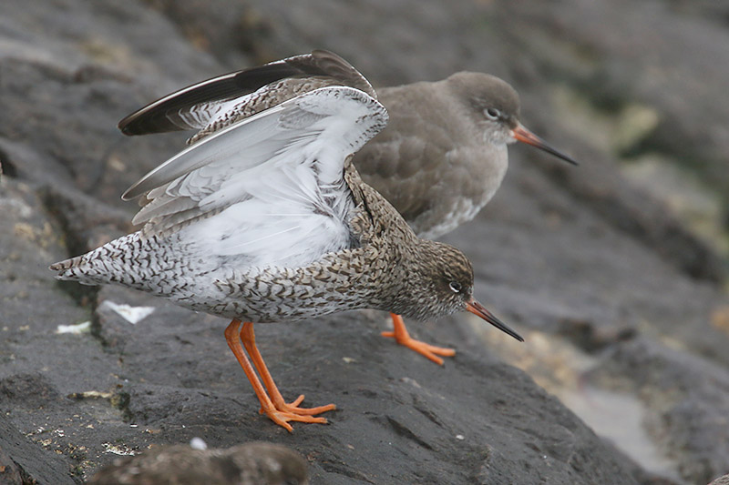 Redshank by Mick Dryden