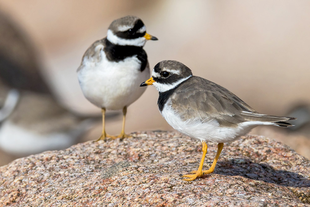 Ringed Plover by Romano da Costa