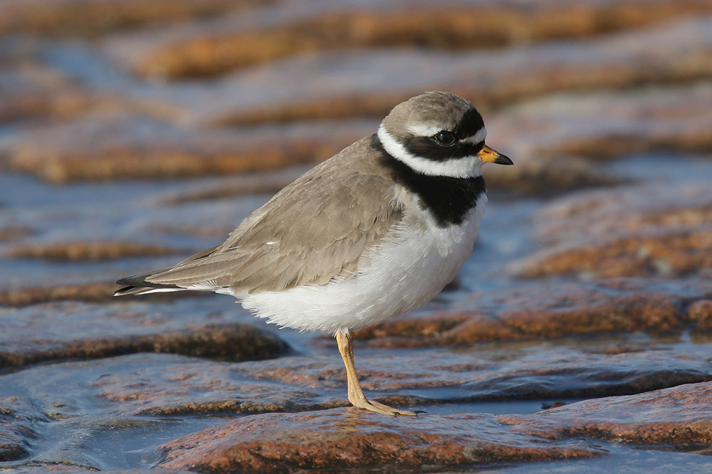 Ringed Plover by Mick Dryden