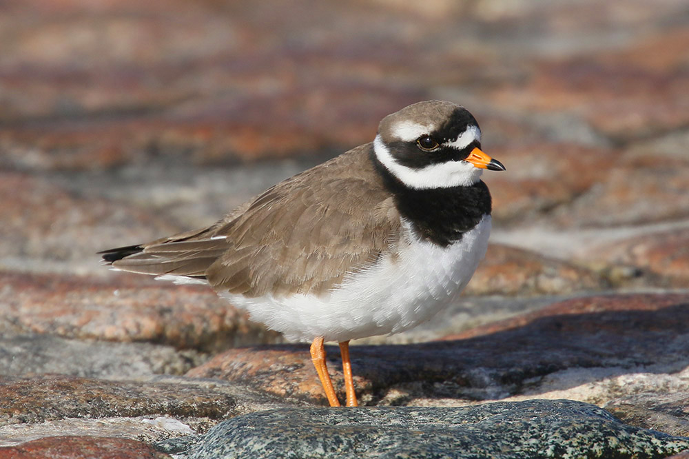 Ringed Plover by Mick Dryden