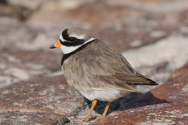 Ringed Plover by Mick Dryden