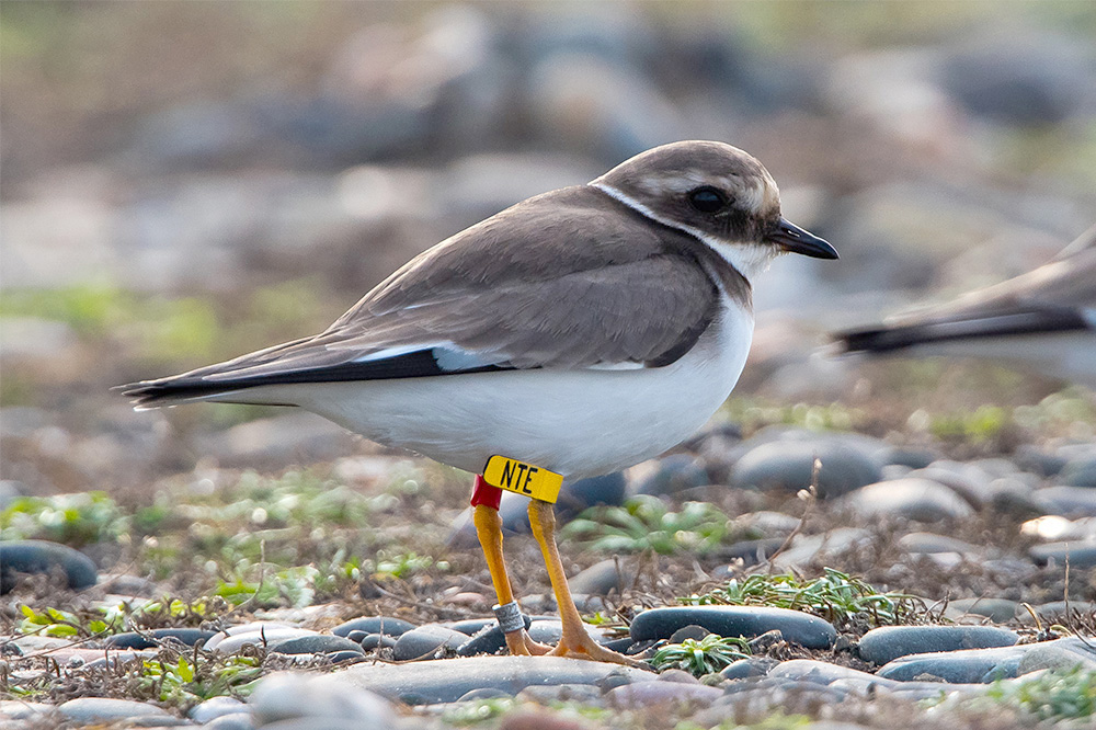 Ringed Plover by Romano da Costa