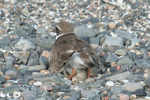 Ringed Plover by Mick Dryden