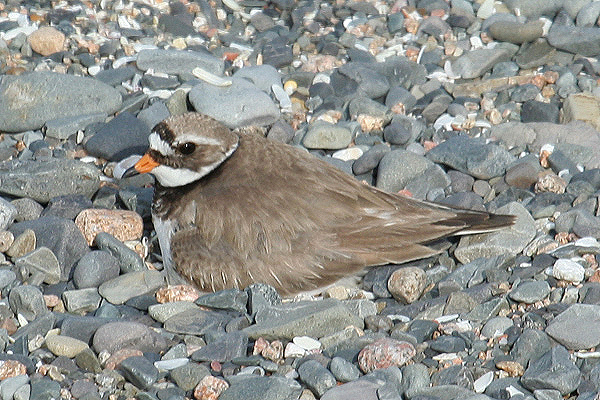 Ringed Plover by Mick Dryden