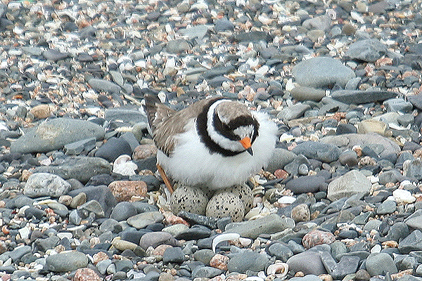 Ringed Plover by Mick Dryden