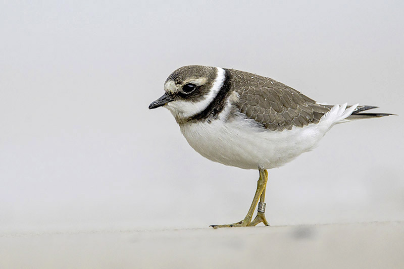 Ringed Plover by Romano da Costa