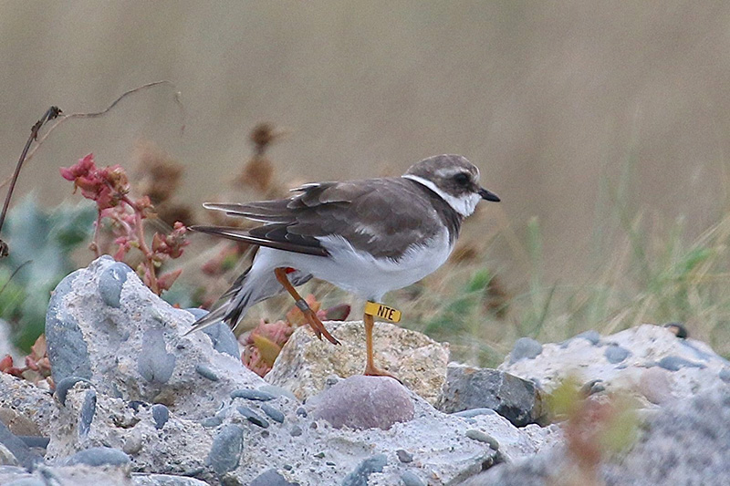 Ringed Plover by Tony Paintin