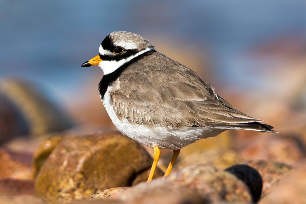 Ringed Plover by Romano da Costa