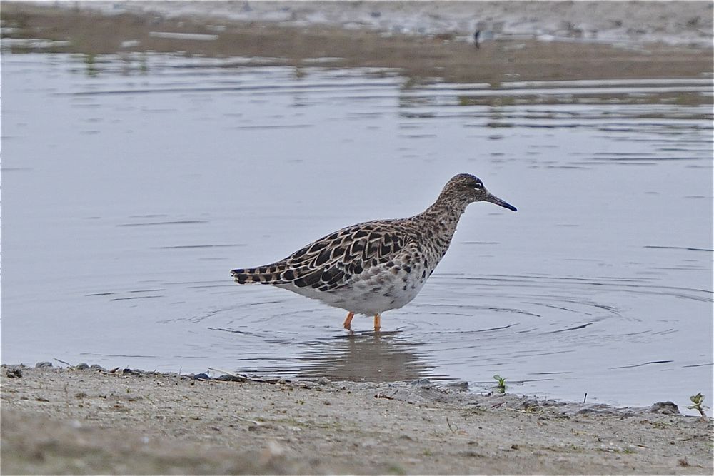 Ruff by Romano da Costa