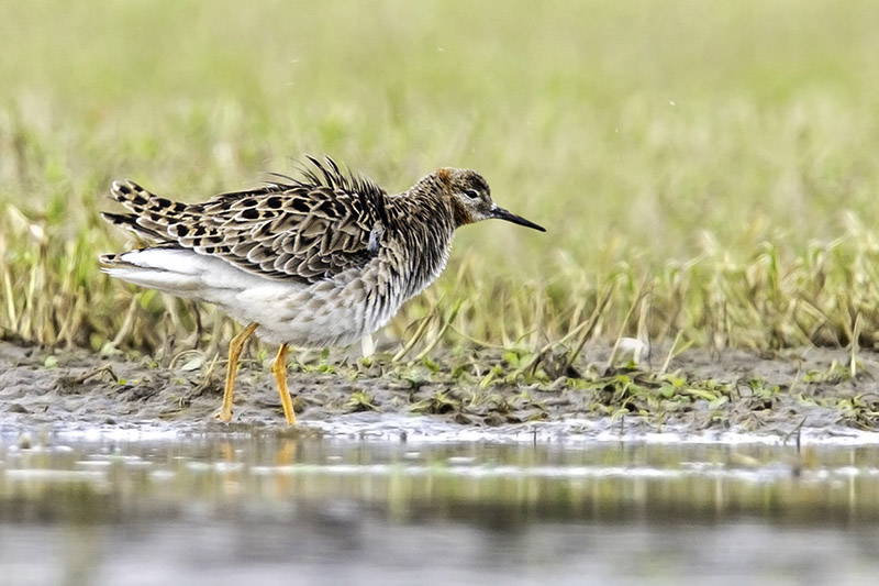 Ruff by Romano da Costa