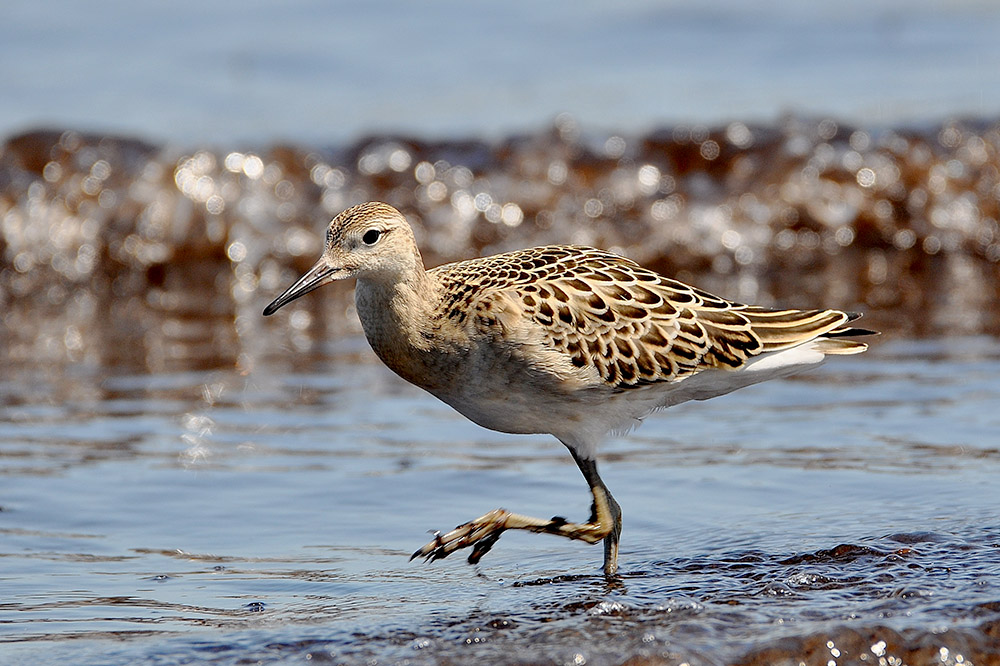 Ruff by Alan Gicquel