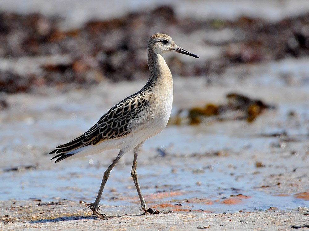 Ruff by Alan Gicquel