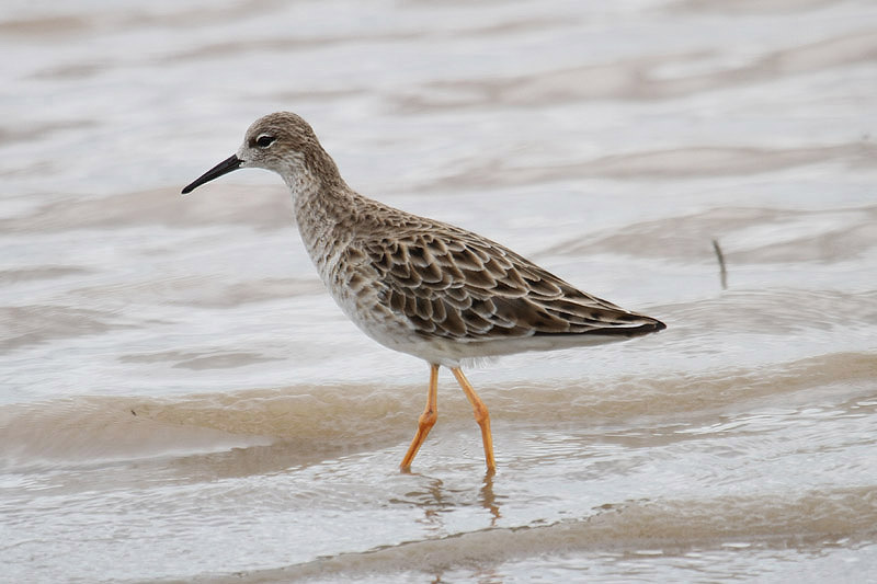 Ruff  by Mick Dryden