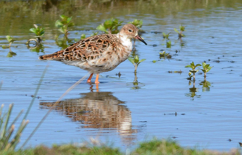 Ruff by Tony Wright