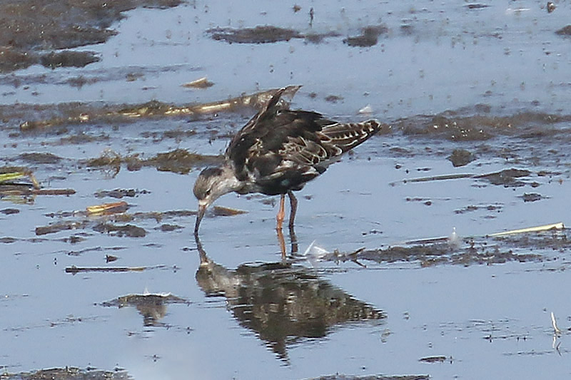 Ruff by Mick Dryden