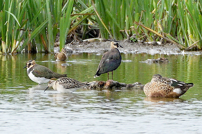 Ruff and friends by Stewart Logan